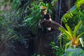 a hornbil in the jungle on a branch on a sunny day Royalty Free Stock Photo