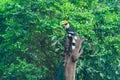 a hornbil in the jungle on a branch on a sunny day Royalty Free Stock Photo