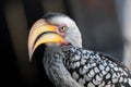 Hornbill