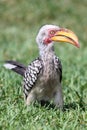 Hornbill Bird Royalty Free Stock Photo