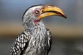 Hornbill Bird