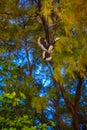 Hornbill bird Bucerotida flying among trees, Railay beach west