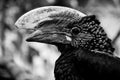 Hornbill bird - bycamistes brevis black and white animals portraits