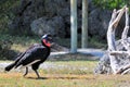 Hornbill Bird Carrying a Mouse