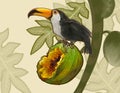 Hornbill bird on a coconut illustration