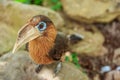 Hornbill bird Hornbill bird