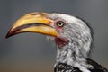 Hornbill Bird Portrait Royalty Free Stock Photo