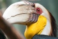 Hornbill bird portrait closeup Royalty Free Stock Photo