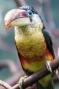 Hornbill bird portrait closeup Royalty Free Stock Photo