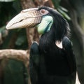 Hornbill bird portrait closeup Royalty Free Stock Photo