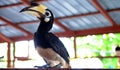 Hornbill bird potraiture with softfocus on background