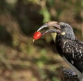 Hornbill bird with red berry in its beak Royalty Free Stock Photo