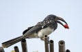 Hornbill bird with red berry in its beak Royalty Free Stock Photo