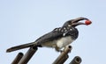 Hornbill bird with red berry in its beak Royalty Free Stock Photo