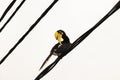 Hornbill Bird on Sitting on Electrical Cable