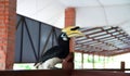 Hornbill bird on the wooden house balcony