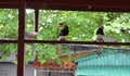 Hornbill bird on the wooden house structure