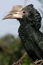 Hornbill Black and White Casqued