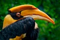 Hornbill, Buceros bicornis, from Sulawesi, Indonesia. Beautiful jungle hornbill, wildlife scene from nature. Close-up yellow bill