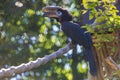 Hornbill - Ceratogymna atrata sitting on a tree branch