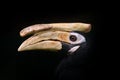 Hornbill, close-up detail from dark tropic forest. Palawan hornbill, Anthracoceros marchei, big bill endemic bird Philippines in