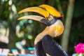 Hornbill