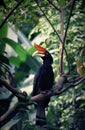 Hornbill Royalty Free Stock Photo