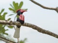 Hornbill Doll Royalty Free Stock Photo