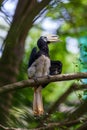 Hornbill in the forest