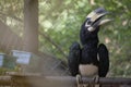 Hornbill hugged on a log Royalty Free Stock Photo
