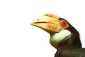 Hornbill isolated on white background Royalty Free Stock Photo