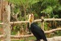 Hornbill, Julang, Kangkareng are a kind of bird that has a beak shaped like a cow's horn