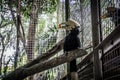 A hornbill julang sulawesi holding a piece of fruit on his bill photo taken in Jakarta Indonesia