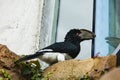 A hornbill looking at its reflection in a window