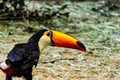 A hornbill in New Zealand.