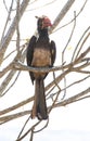 Hornbill with Orange Beak Perched in Tree