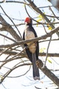 Hornbill with Orange Beak Perched in Tree