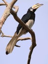 Hornbill on the Pangkor island (Malaysia)