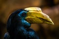 Hornbill portrait in nature park Royalty Free Stock Photo