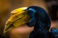 Hornbill portrait in nature park