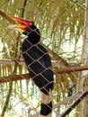 hornbill, rangkong, enggang, endemic animal from indonesia Royalty Free Stock Photo