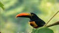 Hornbill standing alone on a tree branch Royalty Free Stock Photo