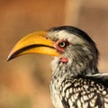 Hornbill Royalty Free Stock Photo