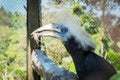 Hornbill