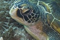 Green Sea Turtle off Balicasag Island, Panglao, Bohol, Philippines Royalty Free Stock Photo