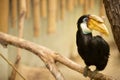 Hornbill with yellow beak