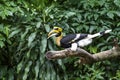 Hornbill