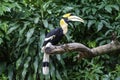 Hornbill