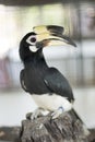 Hornbill in the zoo. Thailand