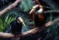 Hornbills Royalty Free Stock Photo